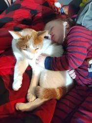 Lost Male Cat last seen E pleasant St & Warren Ave , Belvidere, IL 61008