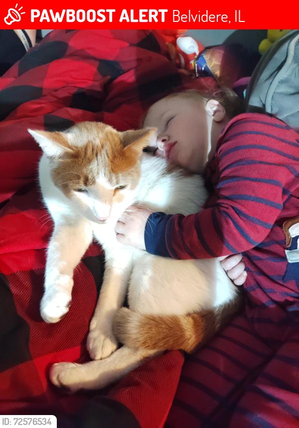 Lost Male Cat last seen E pleasant St & Warren Ave , Belvidere, IL 61008