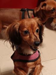 Lost Female Dog last seen Near East Main St  Endicott, NY13760, Endicott, NY 13760