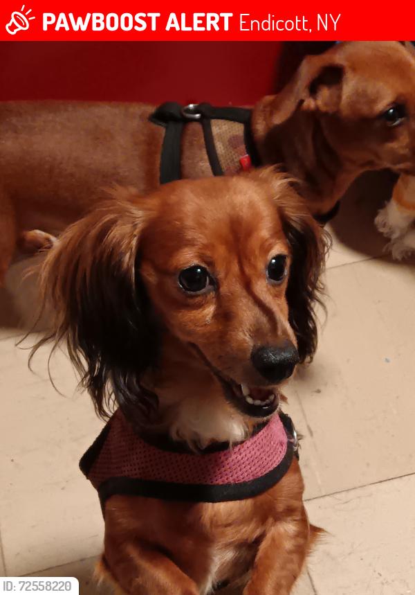 Lost Female Dog last seen Near East Main St  Endicott, NY13760, Endicott, NY 13760