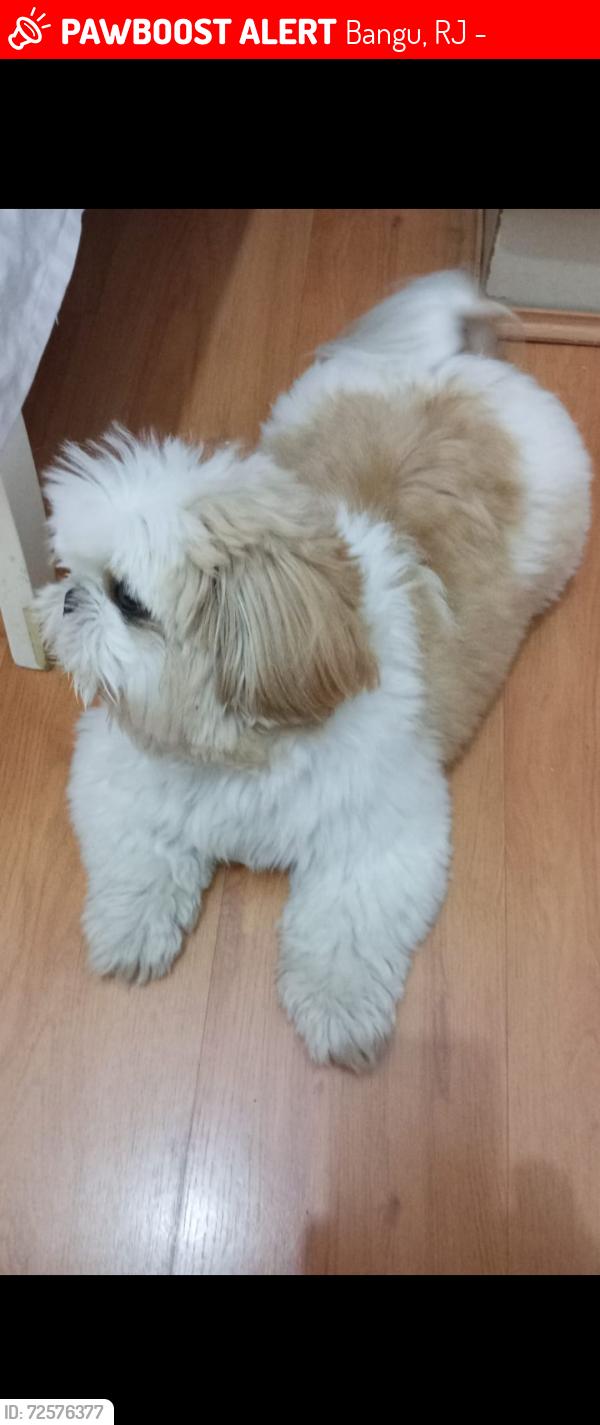 Lost Male Dog last seen Rua das artes 120, Bangu, RJ 21820-150