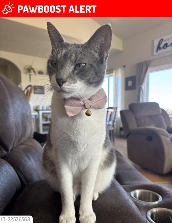 Lost Female Cat last seen Herring and Crow Ct , Colorado Springs, CO 80908