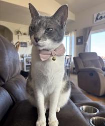 Lost Female Cat last seen Herring and Crow Ct , Colorado Springs, CO 80908