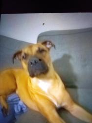 Lost Male Dog last seen Civic center plaza , San Francisco, CA 94102