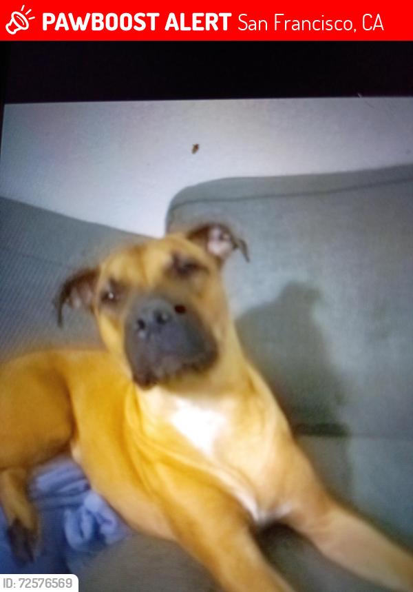 Lost Male Dog last seen Civic center plaza , San Francisco, CA 94102