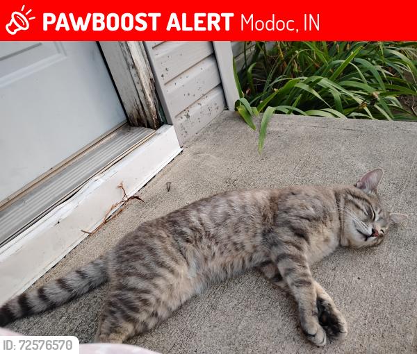 Lost Male Cat last seen modoc gas station, modoc landfill, Modoc, IN 47358