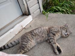 Lost Male Cat last seen modoc gas station, modoc landfill, Modoc, IN 47358