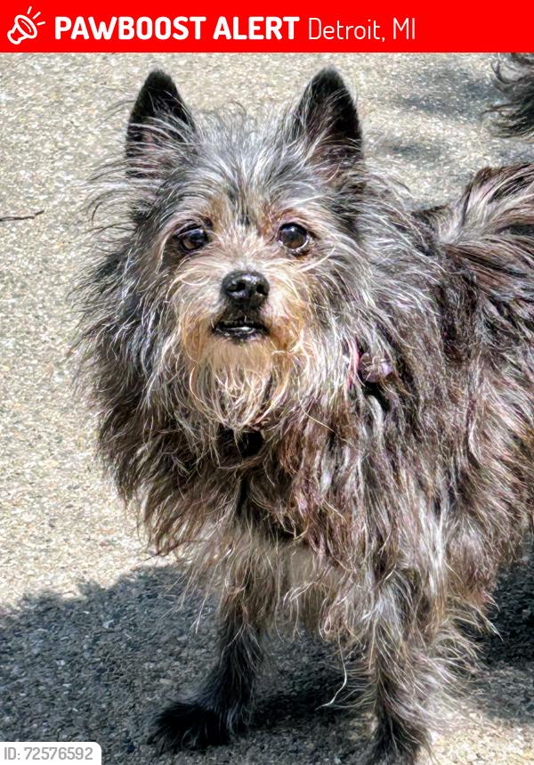 Lost Female Dog last seen Pembroke between Evergreen and Burt Rd, Detroit, MI 48219