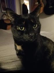 Lost Female Cat last seen Canyon Lane and 71st ave, Portland, OR 97225