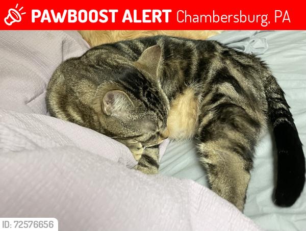 Lost Male Cat last seen Lincoln Way West near Pat and Carla’s, Chambersburg, PA 17201