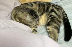Lost Male Cat last seen Lincoln Way West near Pat and Carla’s, Chambersburg, PA 17201