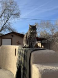 Lost Male Cat last seen Candelaria & La Plaza Dr, Albuquerque, NM 87107