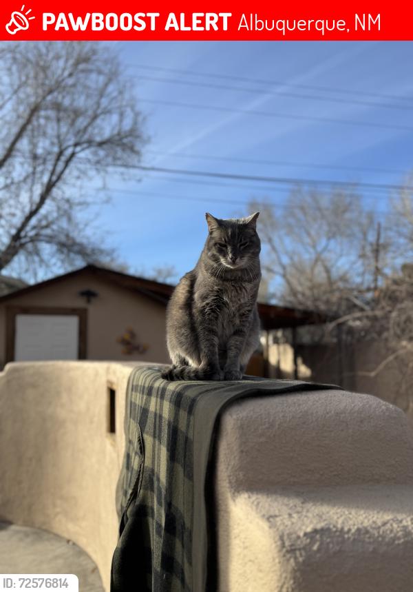 Lost Male Cat last seen Candelaria & La Plaza Dr, Albuquerque, NM 87107