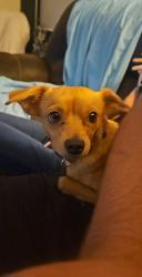 Lost Female Dog last seen Near bellburn Second Street , Charmco, WV 25958