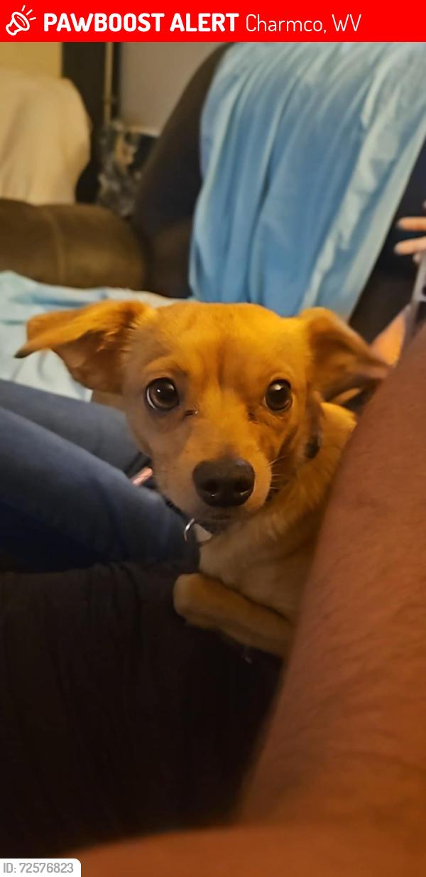 Lost Female Dog last seen Near bellburn Second Street , Charmco, WV 25958