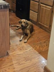 Lost Male Dog last seen Duke and Pleasanton, San Antonio, TX 78264