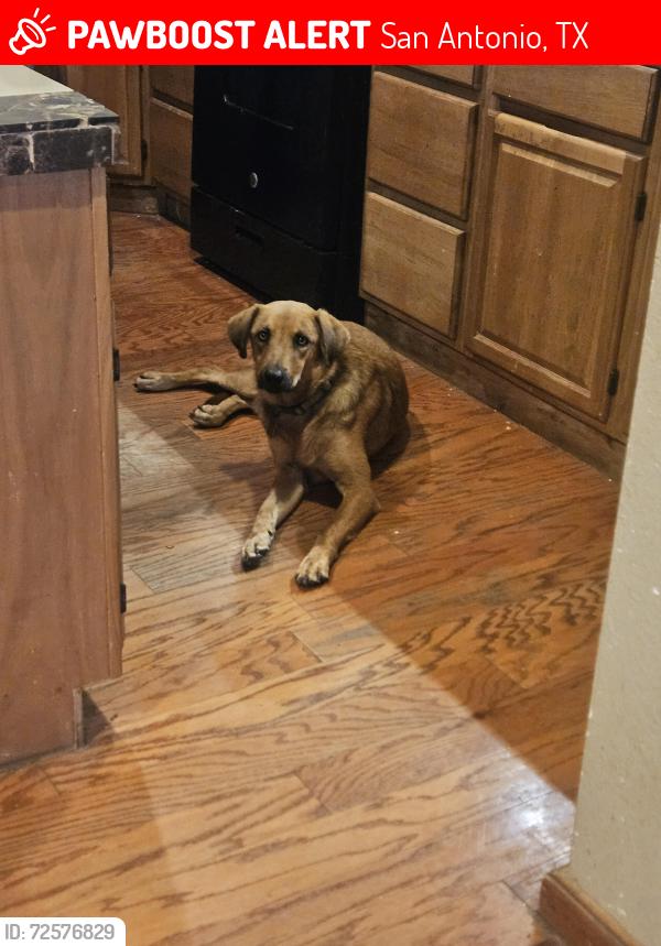 Lost Male Dog last seen Duke and Pleasanton, San Antonio, TX 78264