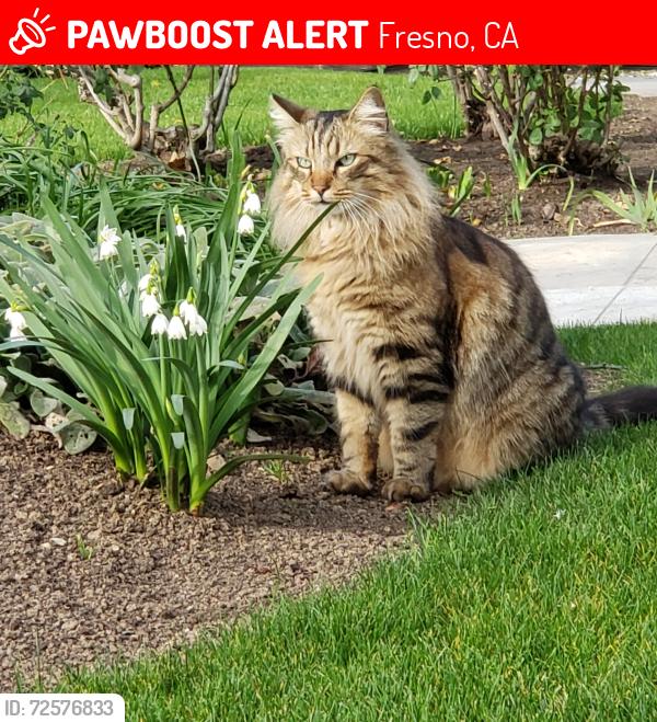 Lost Male Cat last seen Palm and Barstow, Fresno, CA 93704