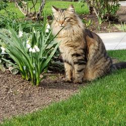Lost Male Cat last seen Palm and Barstow, Fresno, CA 93704