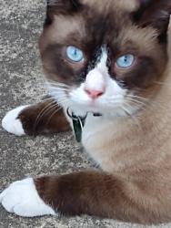 Lost Male Cat last seen North St. Mary's St and East Euclid Ave by the Pearl, San Antonio, TX 78212
