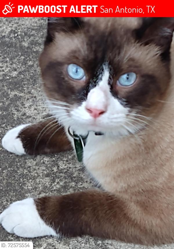 Lost Male Cat last seen North St. Mary's St and East Euclid Ave by the Pearl, San Antonio, TX 78212