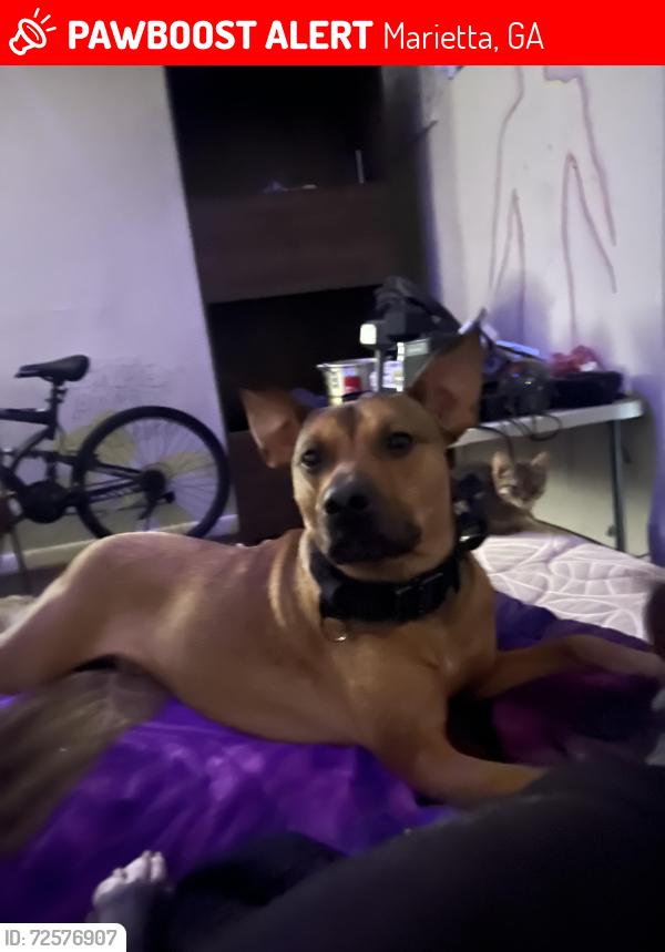 Lost Male Dog last seen Near favor rd sw, Marietta, GA 30008