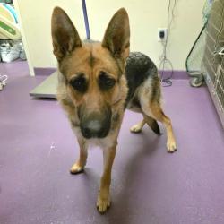 Found/Stray Female Dog last seen Near E Pacific Coast Hwy, Long Beach, CA 90806, Long Beach, CA 90806