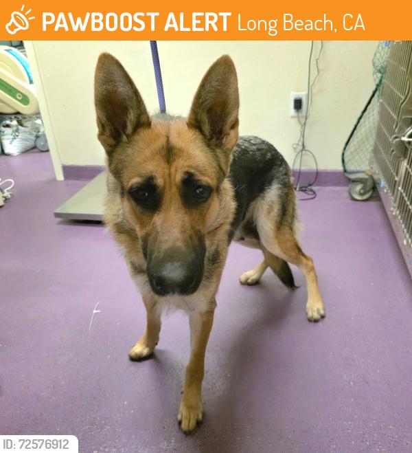 Found/Stray Female Dog last seen Near E Pacific Coast Hwy, Long Beach, CA 90806, Long Beach, CA 90806