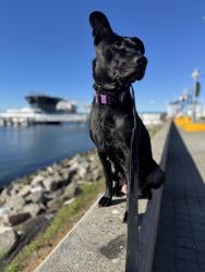 Lost Female Dog last seen El dorado swain , Stockton, CA 95202