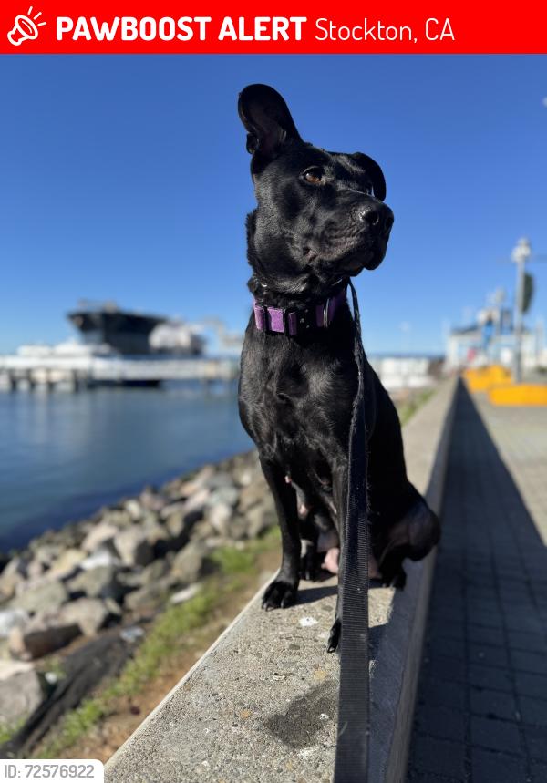 Lost Female Dog last seen El dorado swain , Stockton, CA 95202