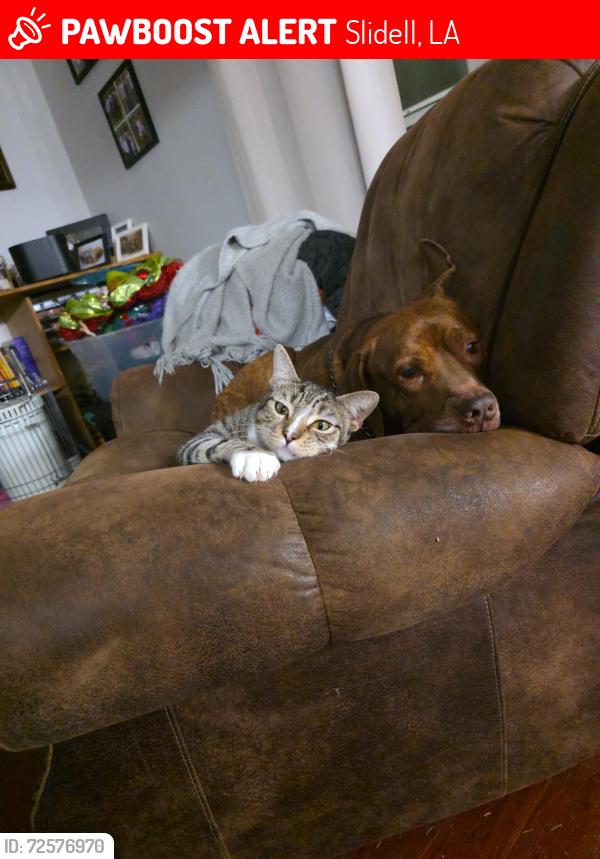 Lost Male Cat last seen Huntwyke Subdivision, Slidell, LA 70460
