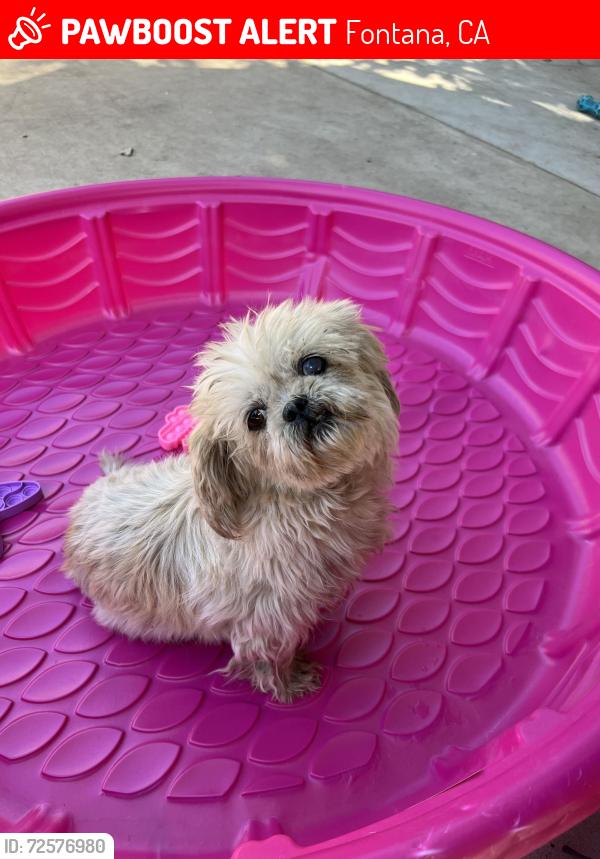 Lost Female Dog last seen Raffia Lane between Hibiscus and Bamboo , Fontana, CA 92335
