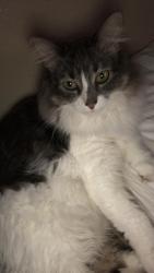 Lost Unknown Cat last seen hse, Mesa, AZ 85205
