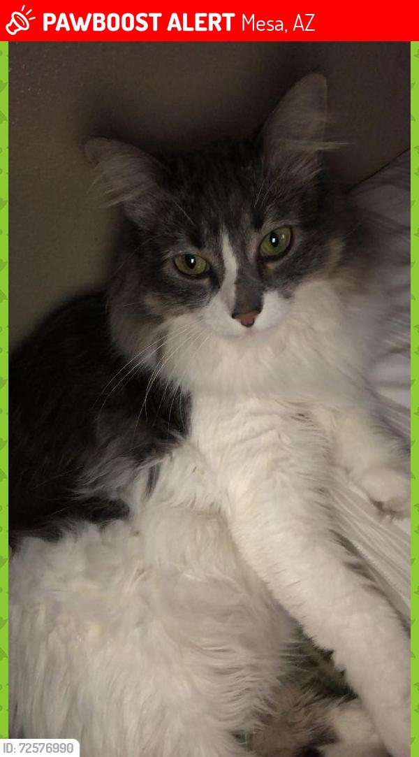 Lost Unknown Cat last seen hse, Mesa, AZ 85205