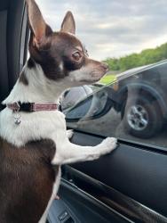 Lost Female Dog last seen Budeudy Dr right next to Shady Creek mobile s , Dallas, TX 75253