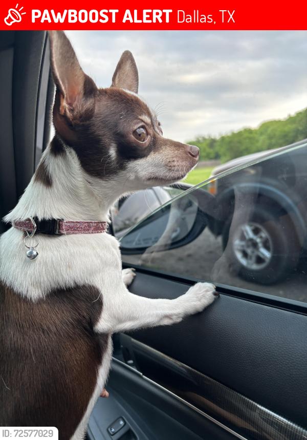 Lost Female Dog last seen Budeudy Dr right next to Shady Creek mobile s , Dallas, TX 75253