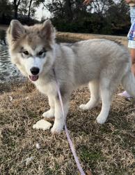 Reunited Male Dog last seen Near West Little York RD, and Commerce Creek Dr, Houston TX 77040, Houston, TX 77040