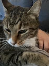 Lost Male Cat last seen Berry creek and Folsom auburn rd , Folsom, CA 95630