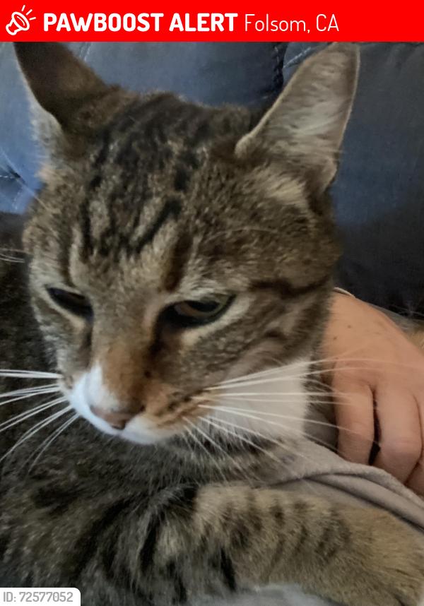 Lost Male Cat last seen Berry creek and Folsom auburn rd , Folsom, CA 95630