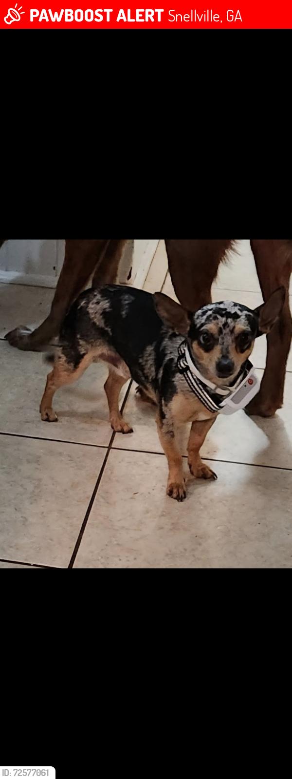 Lost Male Dog last seen Wellington hills lane, Snellville, GA 30039