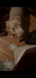 Lost Male Dog last seen Near w 107th Chicago lllinois United States 60638, Chicago, IL 60628