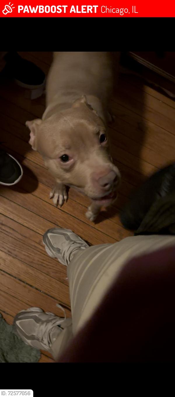 Lost Male Dog last seen Near w 107th Chicago lllinois United States 60638, Chicago, IL 60628