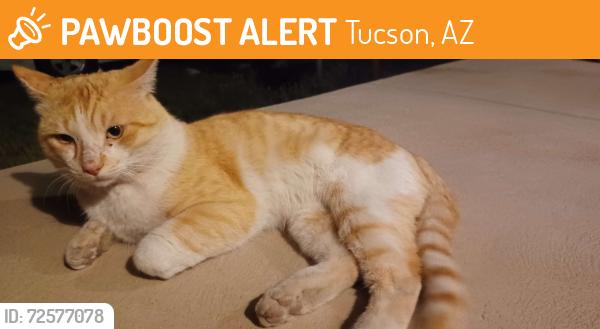 Found/Stray Male Cat last seen Near w valencia rd tucson az, Tucson, AZ 85746