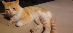 Found/Stray Male Cat last seen Near w valencia rd tucson az, Tucson, AZ 85746
