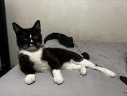 Lost Male Cat last seen Wetherill park , Horsley Park, NSW 2175
