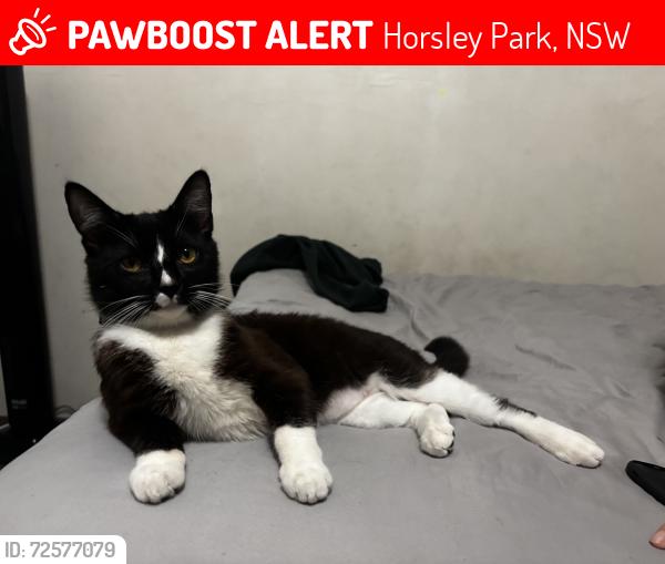 Lost Male Cat last seen Wetherill park , Horsley Park, NSW 2175