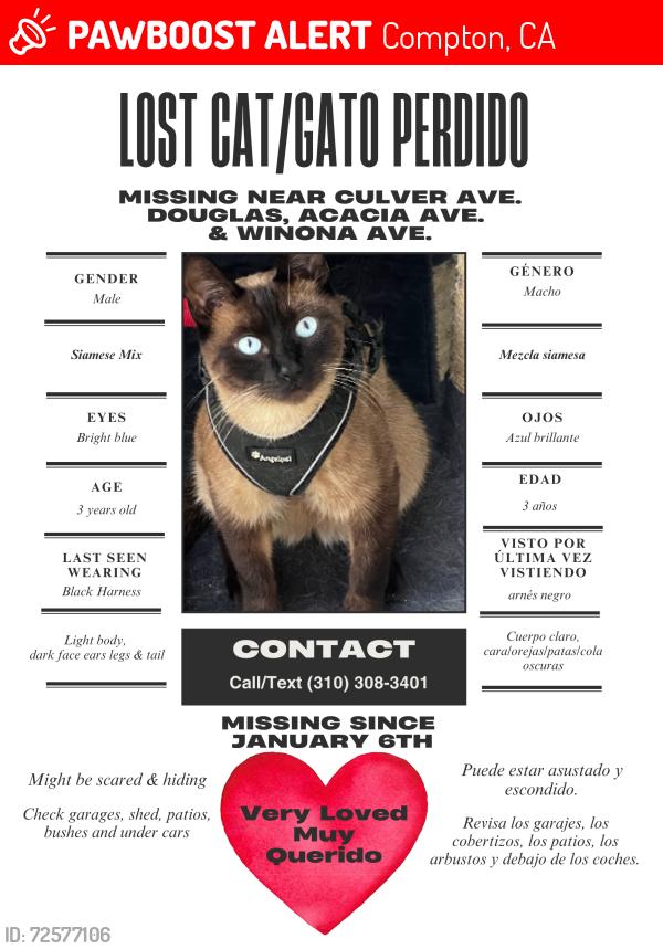 Lost Male Cat last seen Douglas,Acacia Ave and Winona Ave., Compton, CA 90222