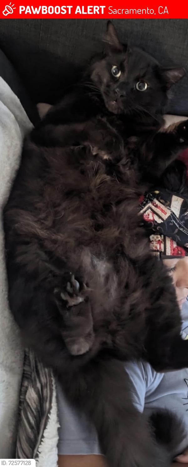 Lost Male Cat last seen Near , Sacramento, CA 95823