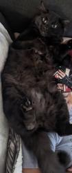 Lost Male Cat last seen Near , Sacramento, CA 95823