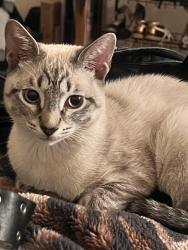 Lost Male Cat last seen Merrill and Camden Ave., San Jose, CA 95124